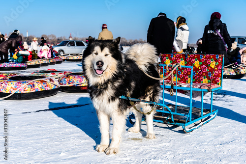 Sled dog with people in the Songhua frozen river in winter at Heilongjiang Harbin China photo