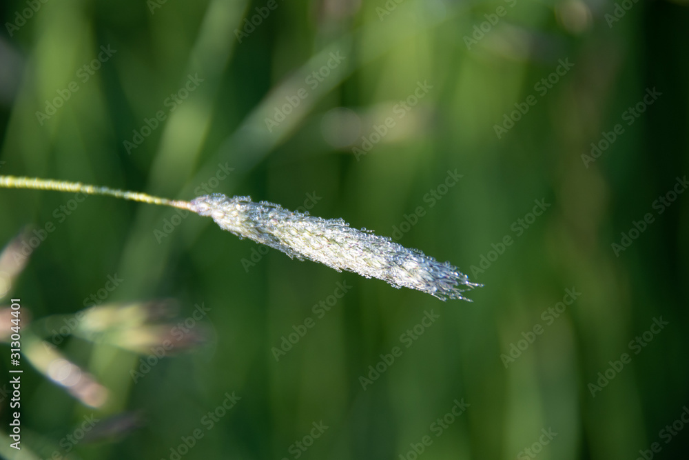 herbe sous la rosée herbe sous la rosée