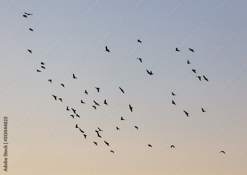 A flock of birds at dawn A flock of birds at dawn