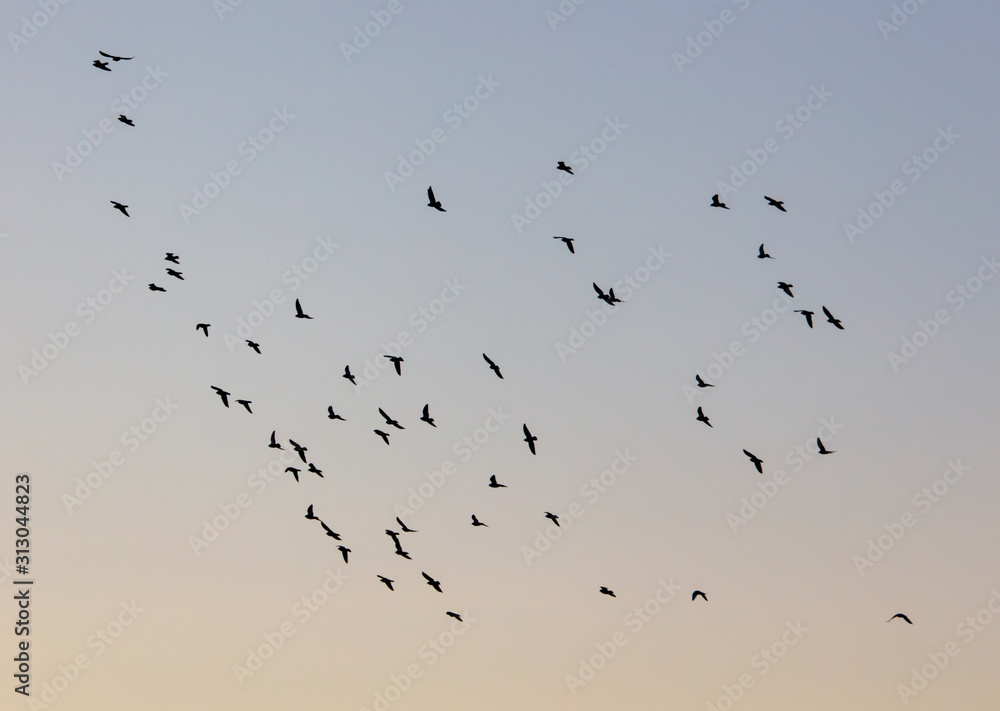 A flock of birds at dawn