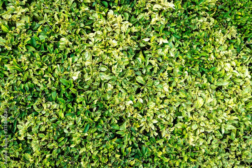 Fresh green leaves bush is tropical plant background and texture for environment and garden design background