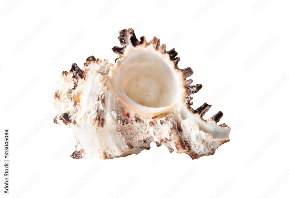 Sea shell isolated on a white background Sea shell isolated on a white background