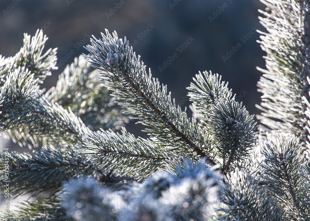 Coniferous branches in the snow