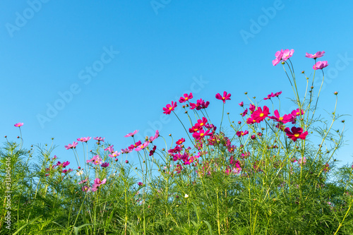 Fototapeta Naklejka Na Ścianę i Meble -  Landscape of Cosmos flowers blooming in field and blue sky with copy space