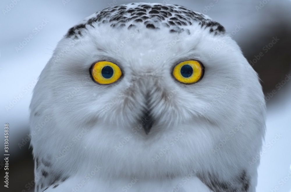 Fototapeta premium Snowy owl direct frontal portrait