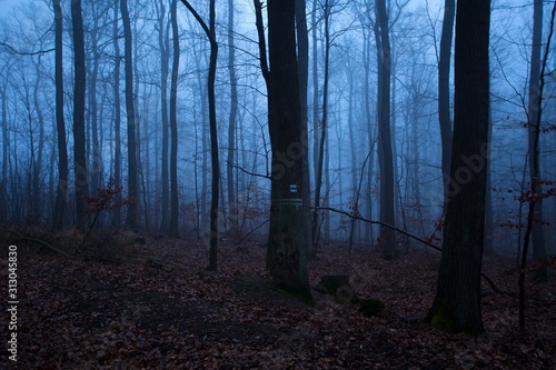 Early morning in winter forest, without snow, only ground covered with dry leaves and foggy background