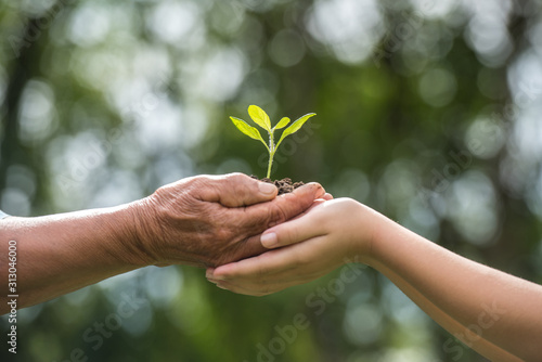 two hands holding together a green young plant. world environment day and sustainable environment in elderly people and children's volunteer hands. ecology concept