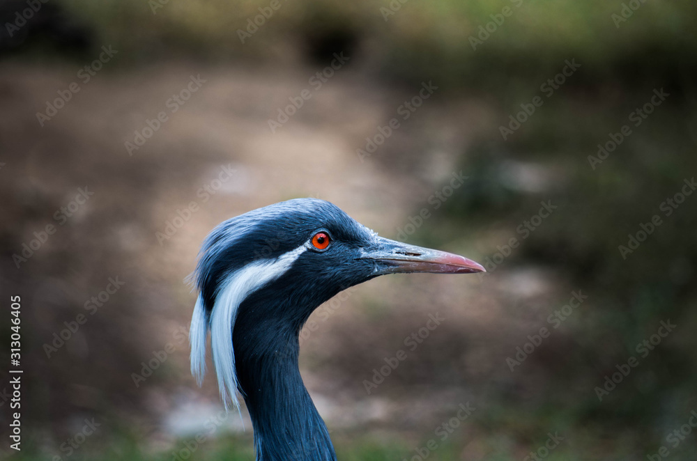 Demoiselle Crane (Anthropoides virgo)