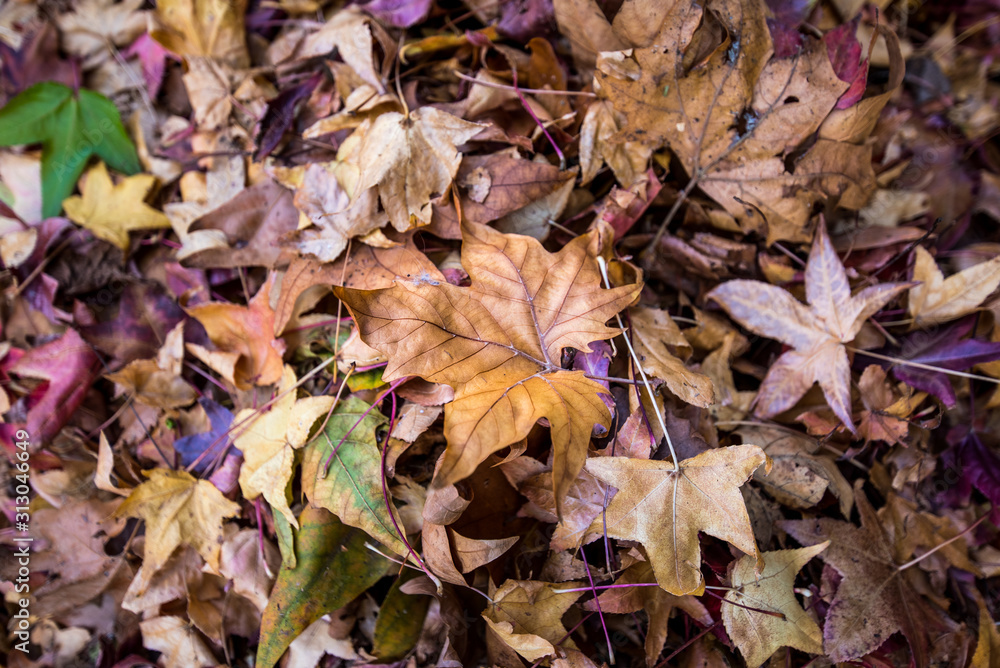 autumn leaves background autumn leaves background