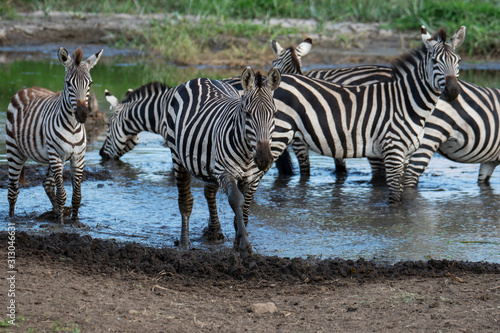 Herd of zebra in the wild savannah  Serengeti National Park  Tanzania