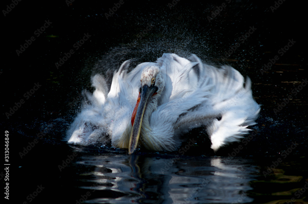 The Dalmatian pelican (Pelecanus crispus) is the most massive member of the pelican family. The Dalmatian pelican (Pelecanus crispus) is the most massive member of the pelican family.