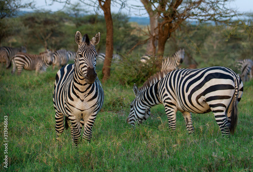 Herd of zebra in the wild savannah  Serengeti National Park  Tanzania