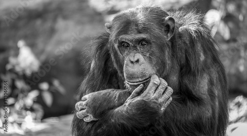 black and white monkey in zoo © Bradley