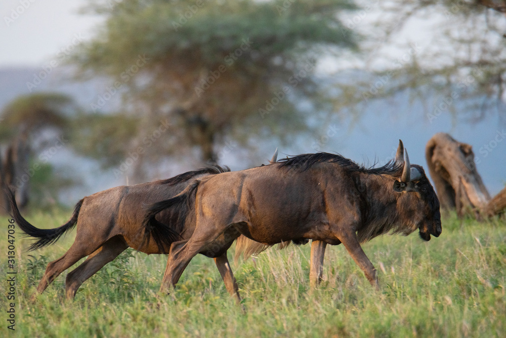 blue wildebeest (Gnu or Connochaetes taurinus) in the Serengeti national park, Tanzania blue wildebeest (Gnu or Connochaetes taurinus) in the Serengeti national park, Tanzania