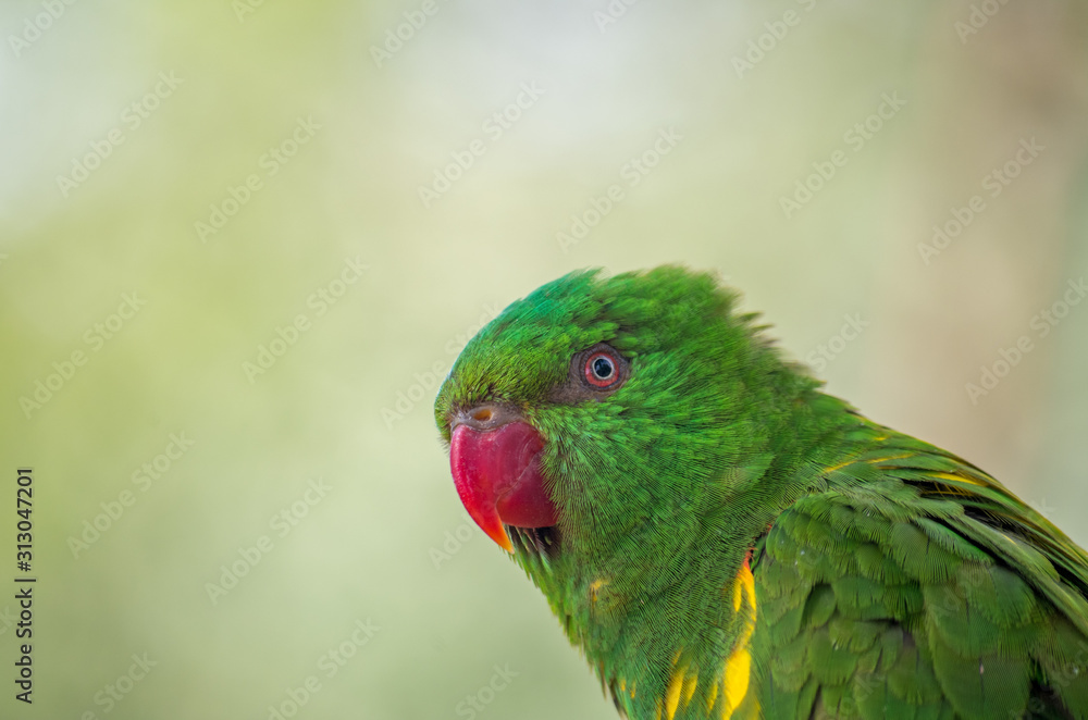 The superb parrot (Polytelis swainsonii), also known as Barraband's parrot, Barraband's parakeet, or green leek parrot, is a parrot native to south-eastern Australia. The superb parrot (Polytelis swainsonii), also known as Barraband's parrot, Barraband's parakeet, or green leek parrot, is a parrot native to south-eastern Australia.