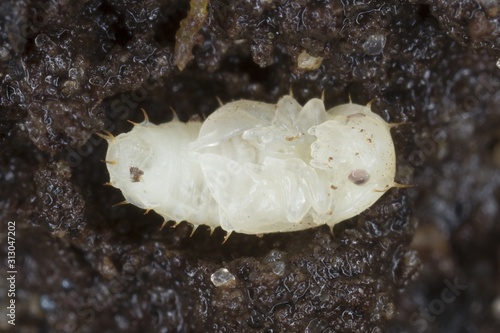 Pupa of Carpophilus hemipterus (dried fruit beetle) is a species of sap-feeding beetle in the family Nitidulidae. It is a pest of ripe and dried fruits. photo