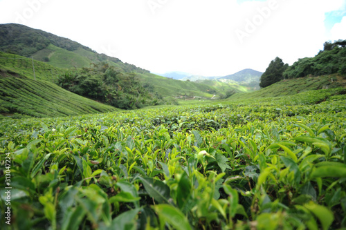 Tea Plantation 