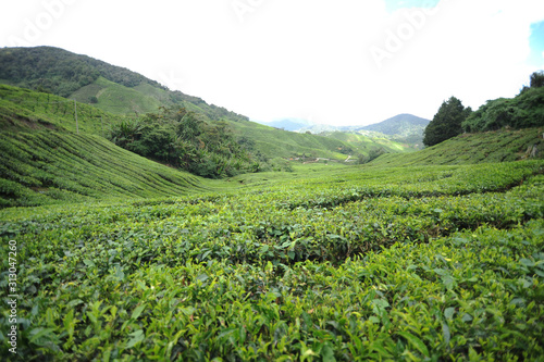 Tea Plantation