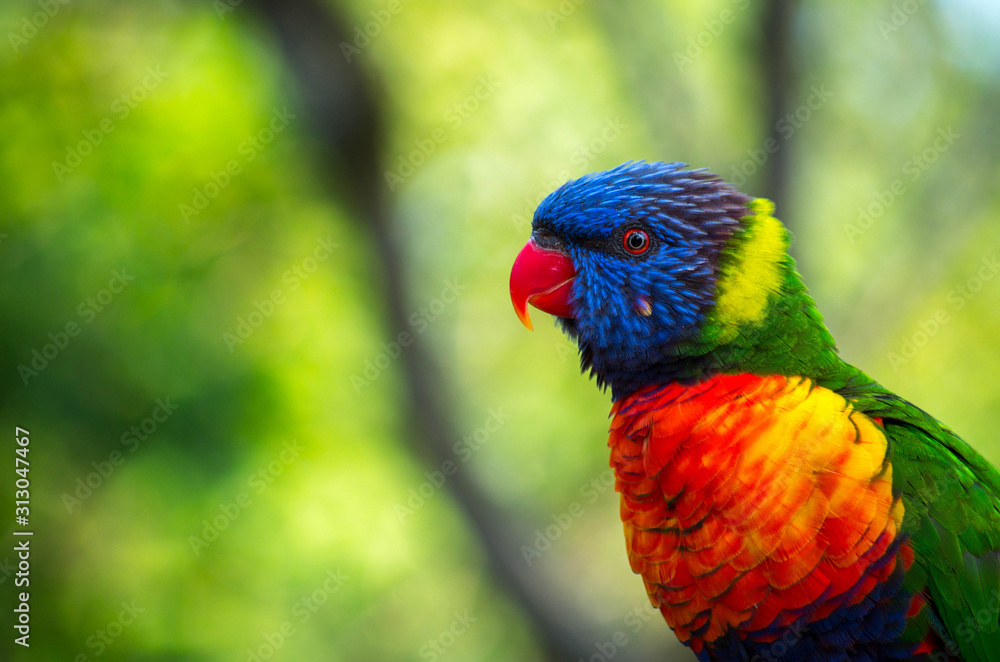 Rainbow lorikeets (Trichoglossus haematodus) are brightly colored, medium-sized parrots that are not considered to be established in the wild in New Zealand.