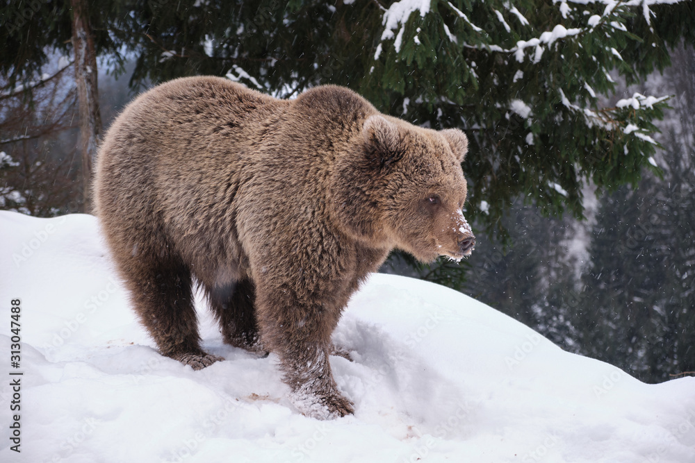 Wild bear standing on snow. grizzly. wildlife photo Wild bear standing on snow. grizzly. wildlife photo