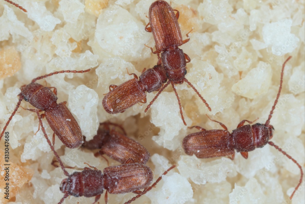 Rusty grain beetle Cryptolestes ferrugineus is a beetles of the family