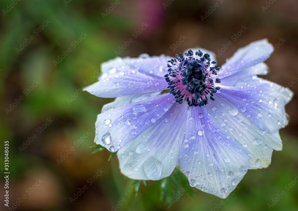 violet flower in the garden violet flower in the garden