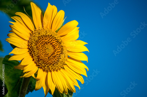 Helianthus speciosus is a Mexican species of sunflower in the daisy family  called the showy Mexican sunflower. It is native to the state of Michoac  n in western Mexico.