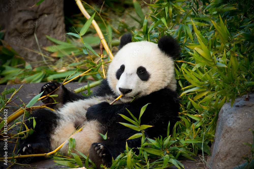 giant panda eating bamboo Stock Photo | Adobe Stock