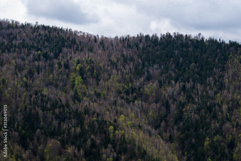 Fototapeta premium Fir forest on a hill next to the mountain side