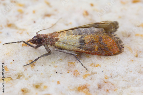 Indian mealmoth Plodia interpunctella of a pyraloid moth of the family Pyralidae is common pest of stored products and pest of food in homes. Moth on wall. photo