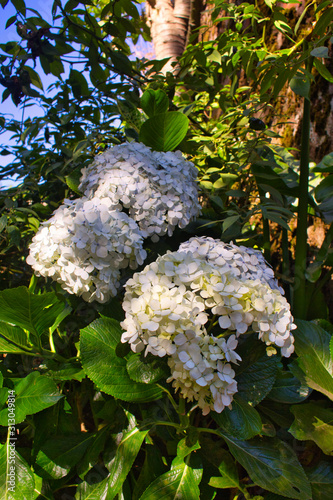 Cluster of hydrangea flowers seen in Batu Ratapan Angin, Central Java, Indonesia photo