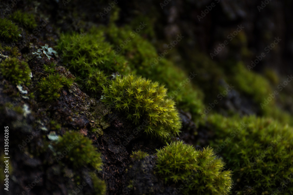 Closeup green moss on a tree Closeup green moss on a tree