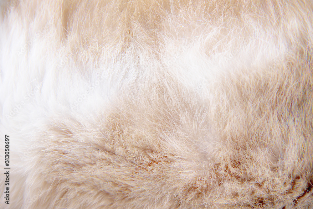 Fur cat texture soft smooth patterns , white with brown nature animal skin abstract for background Fur cat texture soft smooth patterns , white with brown nature animal skin abstract for background