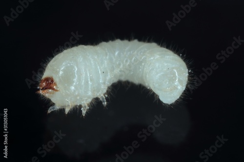 Larva of Rhyzopertha dominica commonly as the lesser grain borer, American wheat weevil, Australian wheat weevil, and stored grain borer on black background. It is pest of stored cereal grain worldwie