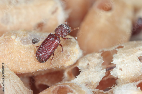 Rhyzopertha dominica commonly as the lesser grain borer, American wheat weevil, Australian wheat weevil, and stored grain borer in damaged grain. It is pest of stored cereal grains worldwide.