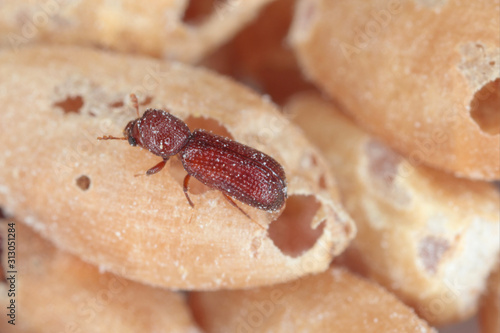 Rhyzopertha dominica commonly as the lesser grain borer, American wheat weevil, Australian wheat weevil, and stored grain borer in damaged grain. It is pest of stored cereal grains worldwide.