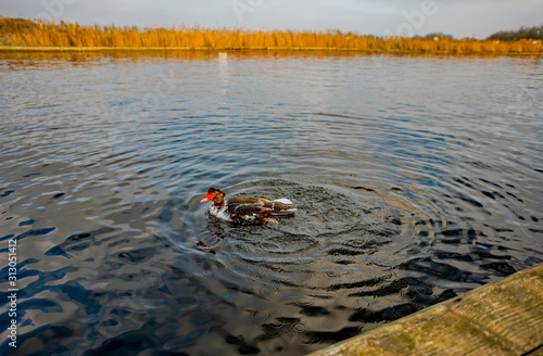 Muscovy duck taking a bath on the River Yare in Acle, a village in the Norfolk Broads photo