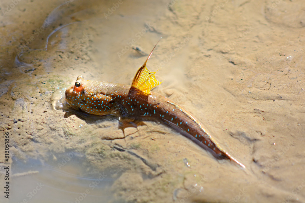 Fototapeta premium Mudskipper fish or Oxudercinae in Thailand