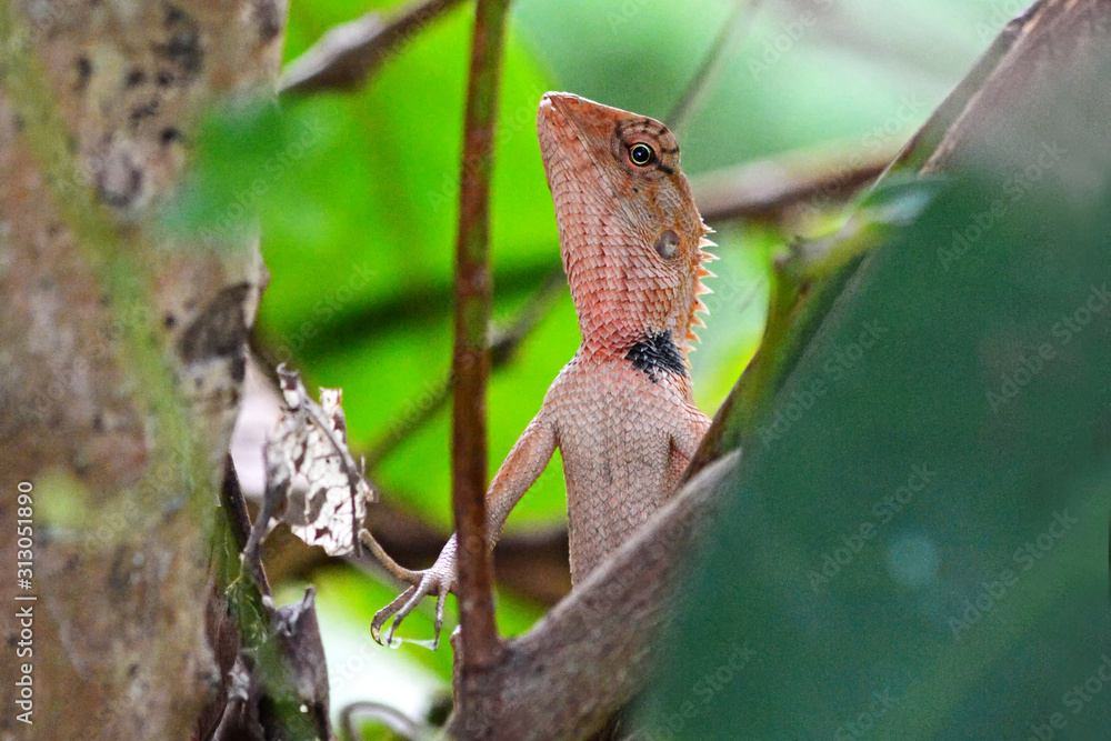 chameleon Agamidae Calotes versicolor changeable lizard on a tree branch in a forest chameleon Agamidae Calotes versicolor changeable lizard on a tree branch in a forest