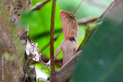 chameleon Agamidae Calotes versicolor changeable lizard on a tree branch in a forest