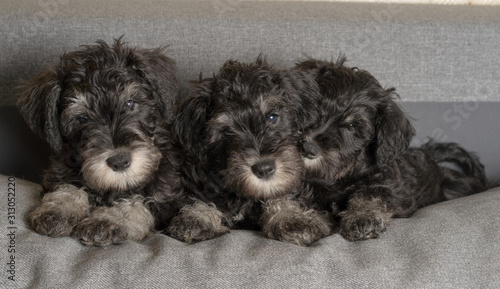 Three schnauzer puppies laying on the sofa, close up portrait.