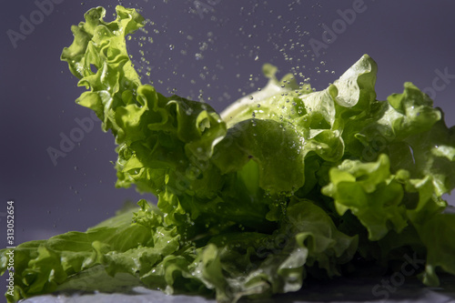 Washing of lettuce salad  under flowing water.