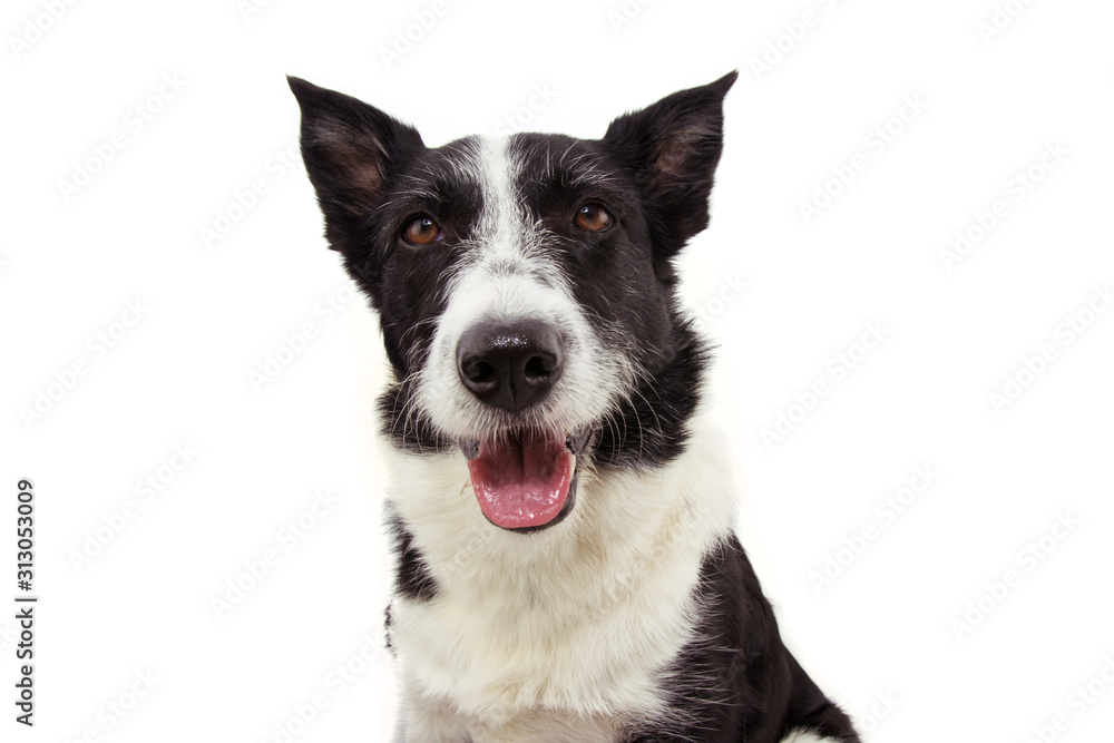Portrait happy border collie dog sticking out tongue. Isolated on white background.