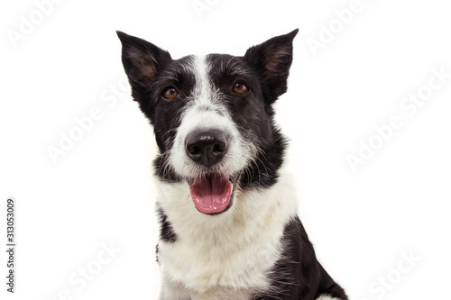 Portrait happy border collie dog sticking out tongue. Isolated on white background. © Sandra