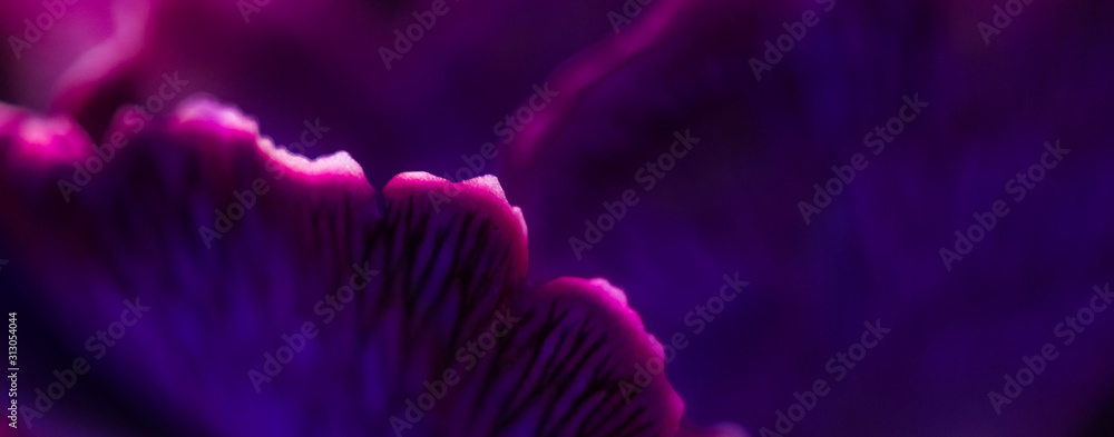 Purple carnation flower in bloom, abstract floral blossom art background, flowers in spring nature for perfume scent, wedding, luxury beauty brand holiday design - obrazy, fototapety, plakaty 