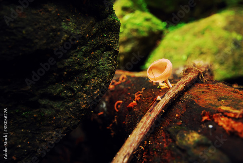 Mushroom Champagne branches on the rocks in the woods,Cookeina Mushroom,Jetkod-Pongkonsao Nature Study Centre,.Saraburi,thailand © njmucc