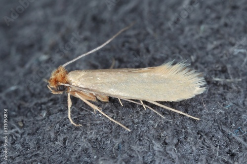 Tineola bisselliella known as the common clothes moth, webbing clothes moth, or simply clothing moth. It is a pest of clothing in homes. photo