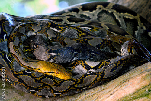 Boa or Reticulated Python resting on a branch