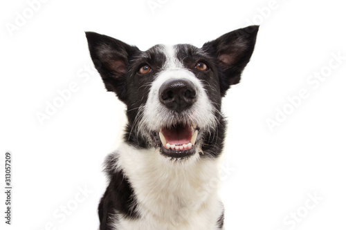 Foto Portrait smiling border collie dog sticking out tongue, looking up