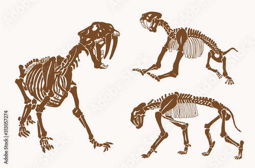Graphical vintage skeletons of saber tooth tiger, sepia vector illustration